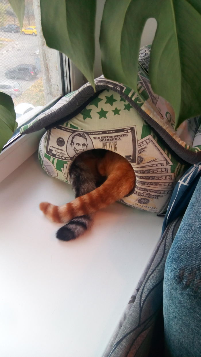 Параллельные прямые иногда пересекаются