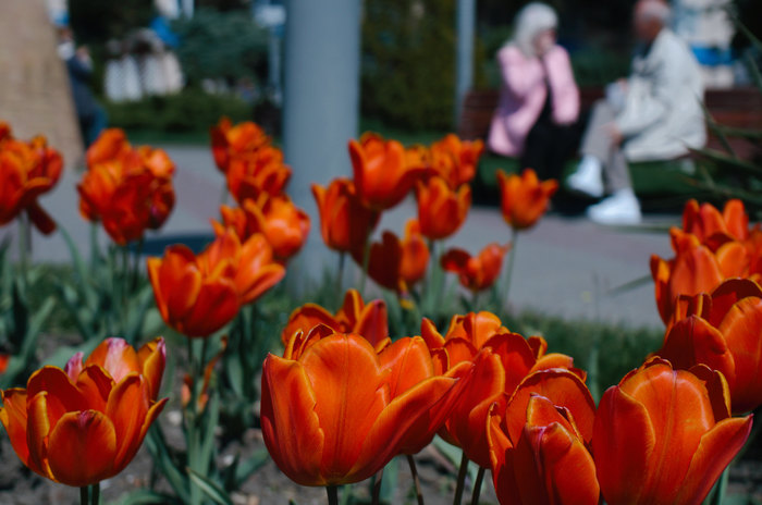 Blooming Gelendzhik - My, The photo, Spring, Flowers, Town, Gelendzhik