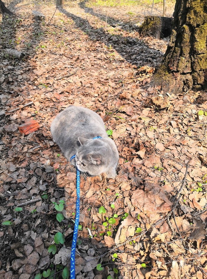 Walk in the woods... - My, A cat named Cat, Forest, First time, cat