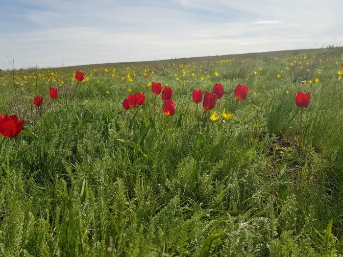Tulips bloom in the steppes - My, Tulips, Tulip Festival, Kalmykia, Rostov region, Steppe, Video, Longpost