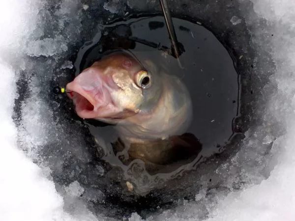 The story of how winter fishing appeared - My, Bike, Winter fishing, Humor, Longpost