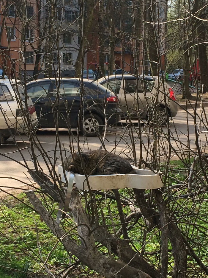 Cats have finally arrived in Petersburg - cat, My, Saint Petersburg, Spring
