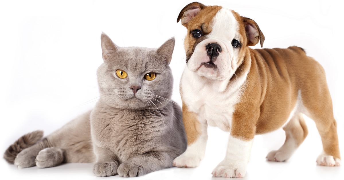 Pets vs pets. Собачки и кошечки. Кошка и собака на белом фоне. Домашние питомцы на белом фоне. Кошка и собака без фона.