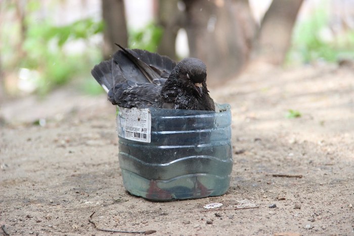 Купание голубя