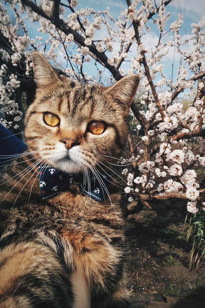 Mr.Truffle is happy about spring and blossoming apricot - My, Spring, Apricot, cat, Catomafia