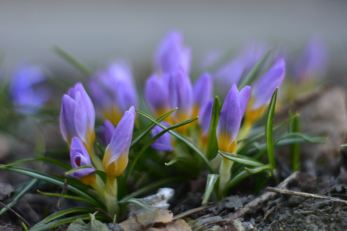  , , Nikon d3400, Yongnuo 50mm,  , 