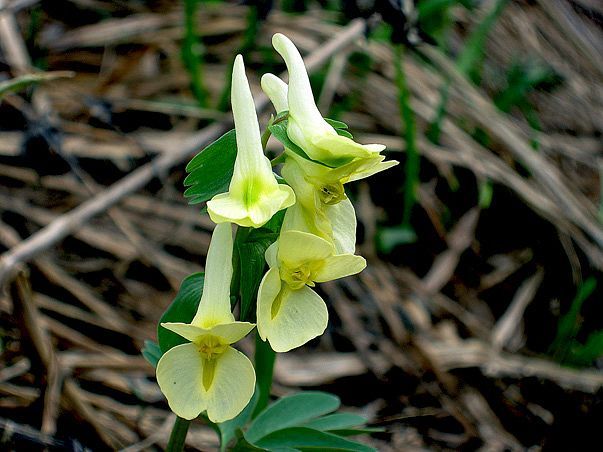 Spring flowers of my small Motherland - My, Spring, Wildflowers, Longpost