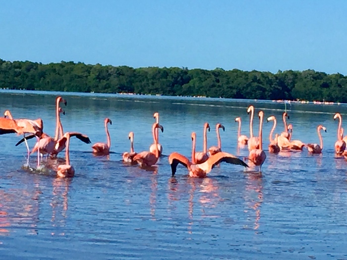 Celestun, Mexico - My, Mexico, Flamingo, wildlife