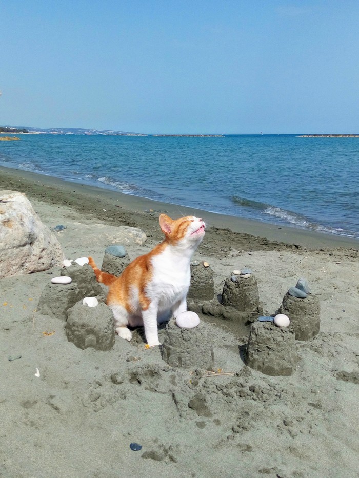 Kitten on the beach - Beach, Sea, My, cat