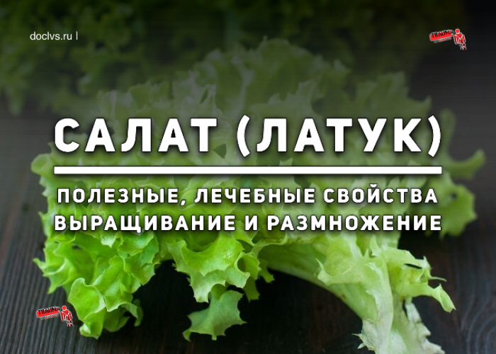 lettuce (lettuce) - Salad, Lettuce