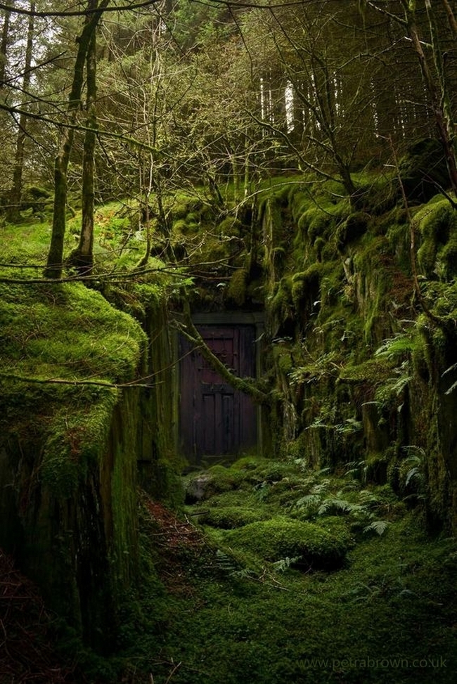 In the woods - Forest, Door, Kripota