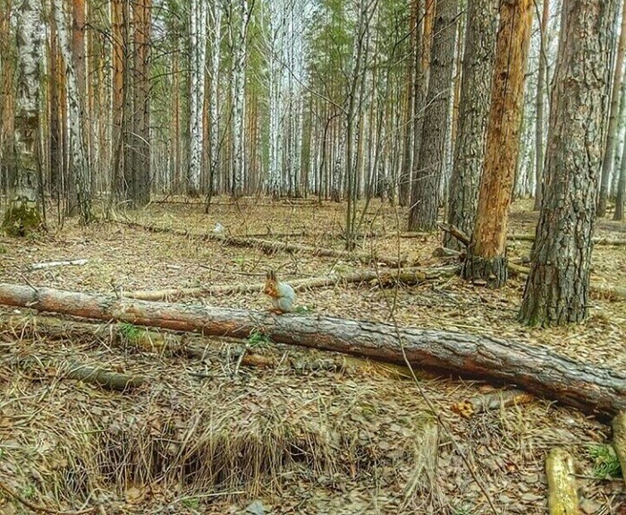 On the mound - My, Spring, Forest, Squirrel