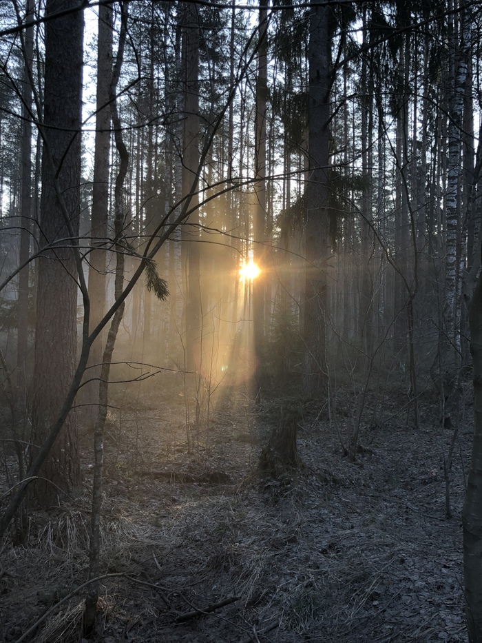 Dawn in the woods - dawn, My, beauty, Nature, The sun, Forest