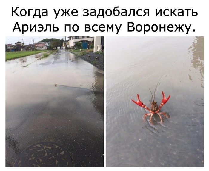 Suddenly - Picture with text, Sebastian, Crayfish