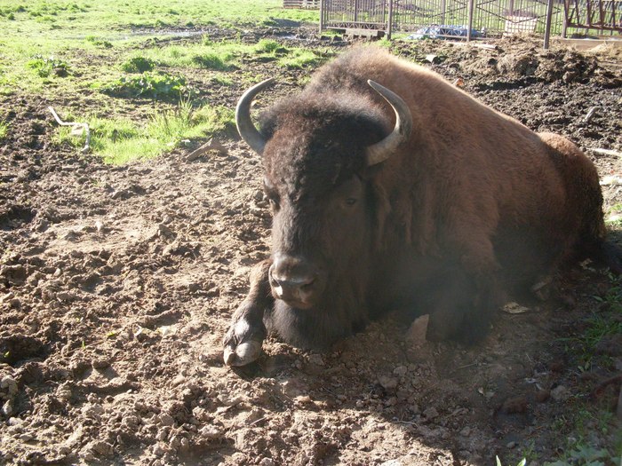 What to feed bison? - My, Bison, Buffalo, The park, Animals, Video, Longpost