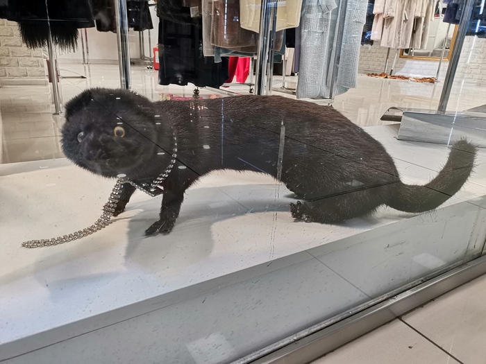 Chic in Irkutsk. Here is such a stoned mink met in the open spaces of Irkutsk boutiques :-) - My, Mink, Irkutsk