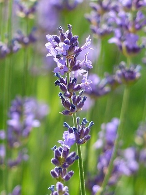 Why is the smell of Lavender soothing? - Lavender, Biology, Smell, Strong odors, Psychology, Person, The science, Facts
