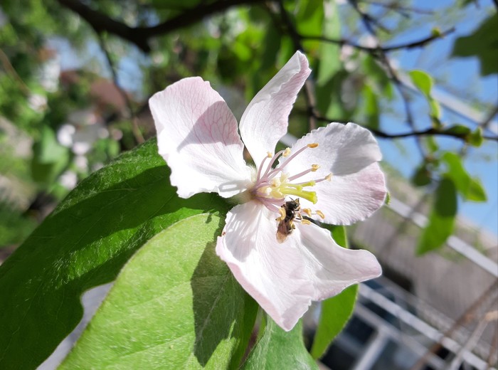 Quince blossomed - Longpost, Quince, Petals, Bloom, Spring, My