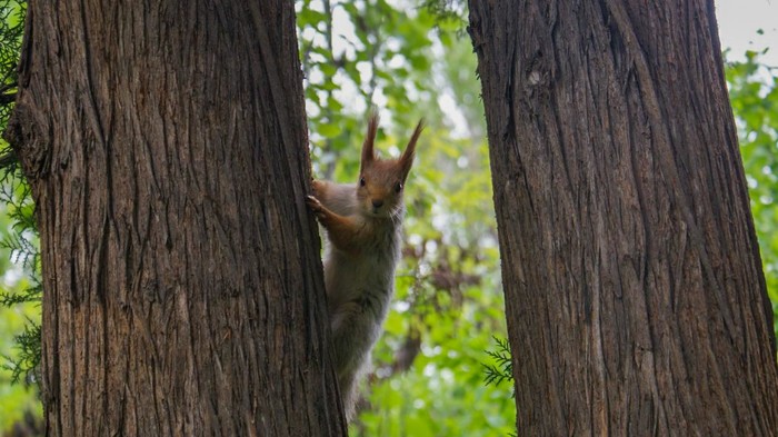 I am Batman! - My, The photo, Squirrel, Batman, Animals, Rodents