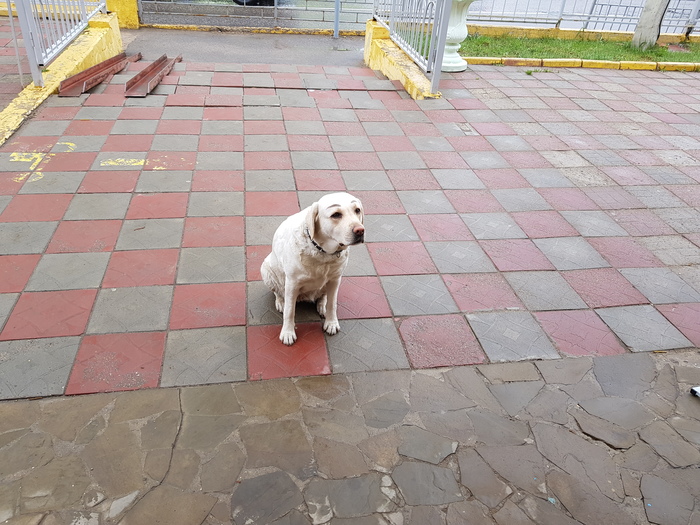 EyebrowDog - My, Longpost, Sight, Labrador, Brows, Dog