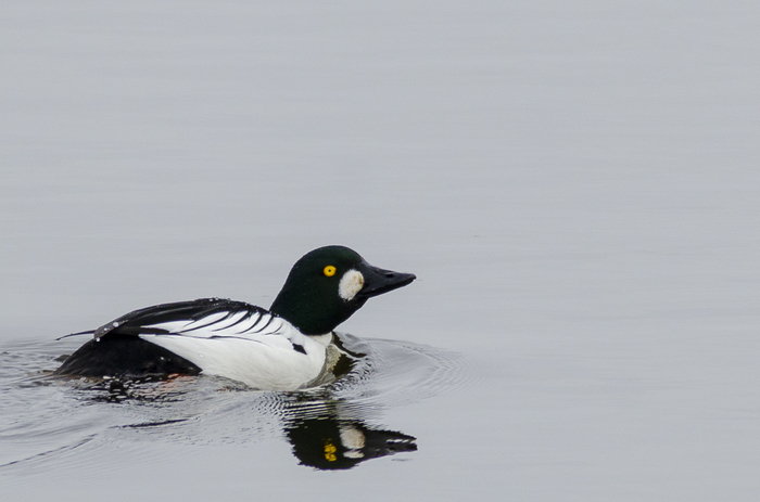 Birds in Vyborg 7 - My, Longpost, The photo, Birds, Nikon