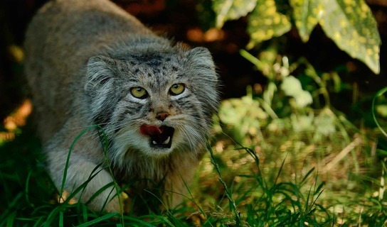 Pallas cat or pygmy ears - Transbaikalia, cat, Longpost, Pallas' cat, Pet the cat