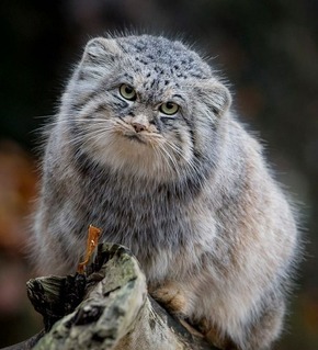 Палласов кот или карликовые ушки - Длиннопост, Манул, Кот, Забайкалье, Погладь кота