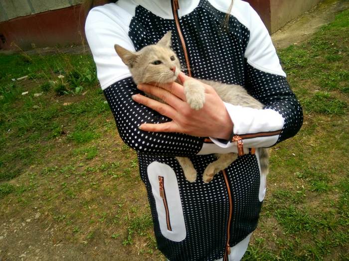 Cats of Nizhny Novgorod - Longpost, Animals, Good people, In good hands, Nizhny Novgorod, Kittens, My, cat