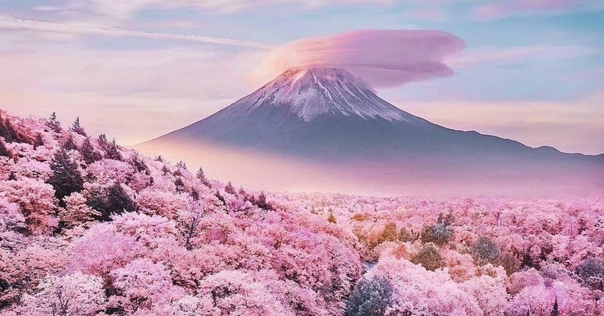 Розовые деревья в горах. Япония Фудзияма Сакура храм. Гора Фудзияма и Сакура. Гора Фудзияма в Японии в цветение Сакуры. Гора Есино Япония сад Сакуры.