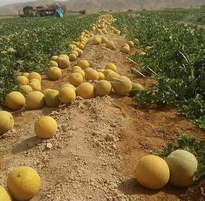 melons - Melon, Field, Harvesting, The photo