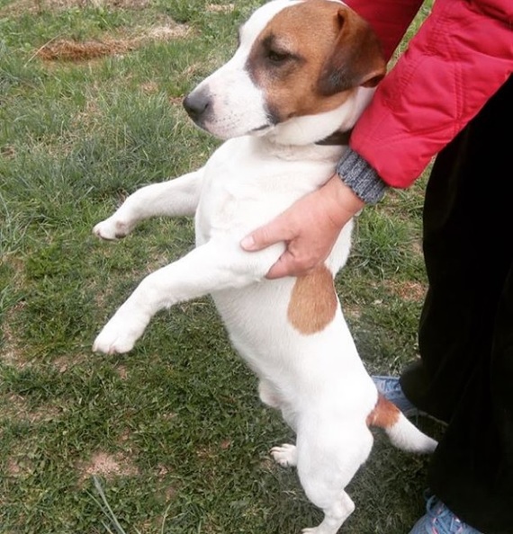 Found a dog! Help find the owners! - My, Found a dog, Lost, Jack Russell Terrier, Meadow, Lobnya, Longpost, Dog, No rating