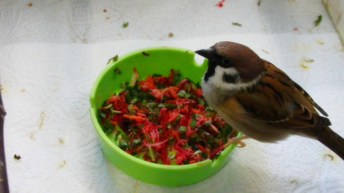 Сезон зелени открыт! Птицы, Попугай, Корелла, Воробей Тоша, Питание, Зелень, Длиннопост