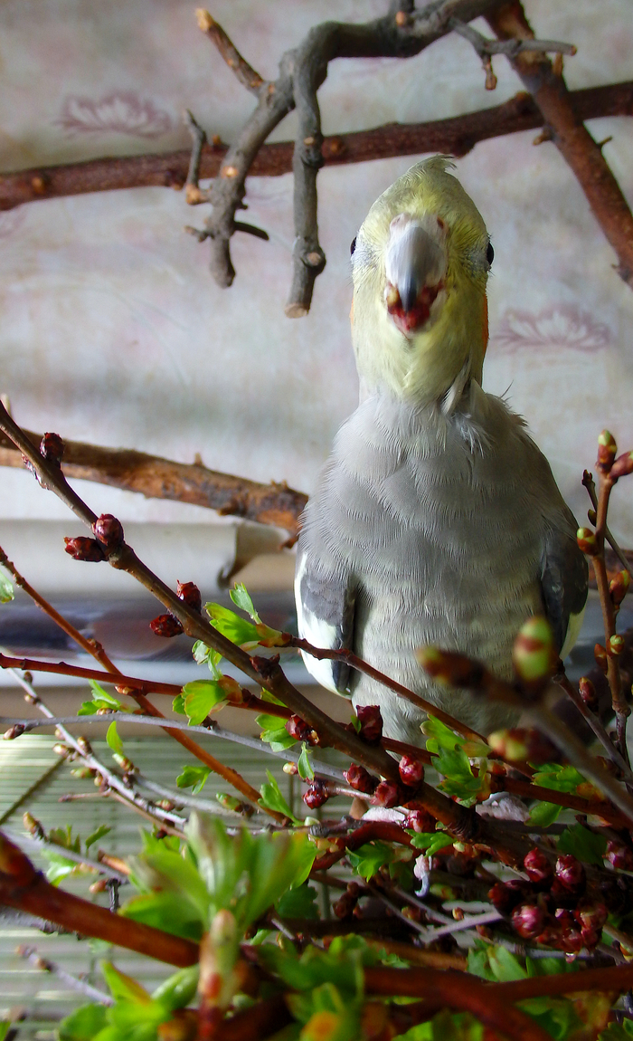 Сезон зелени открыт! Птицы, Попугай, Корелла, Воробей Тоша, Питание, Зелень, Длиннопост