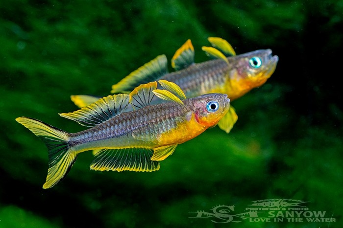 Pseudomugil furcatus