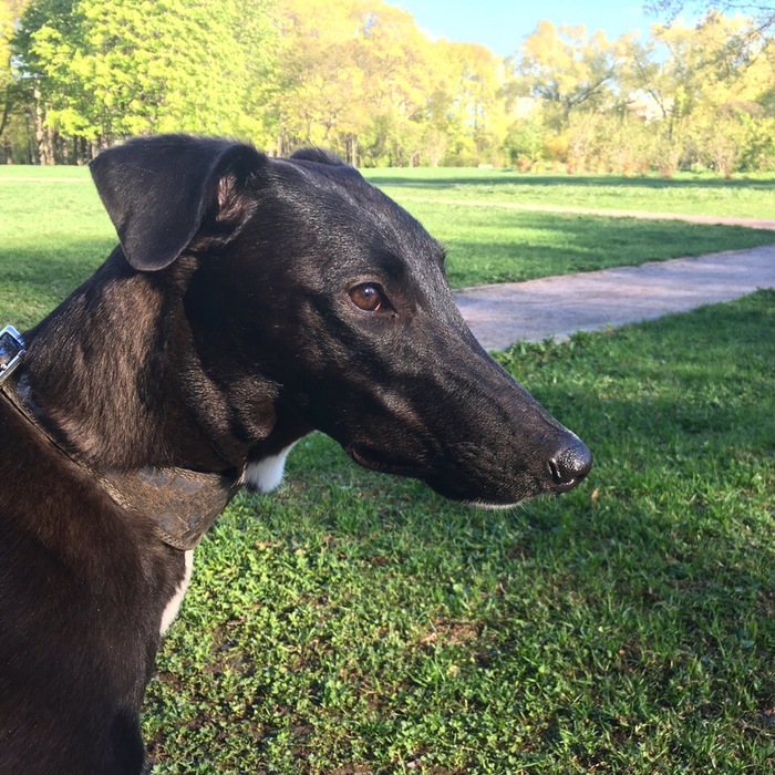 Portrait of a lady in black - My, Dog, The photo, Greyhound, Walk