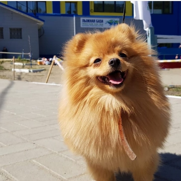 Солнечный пёсик)