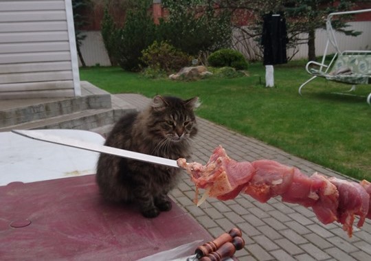 meat-rending spectacle - My, cat, Meat, Shashlik, Sullen, Sight