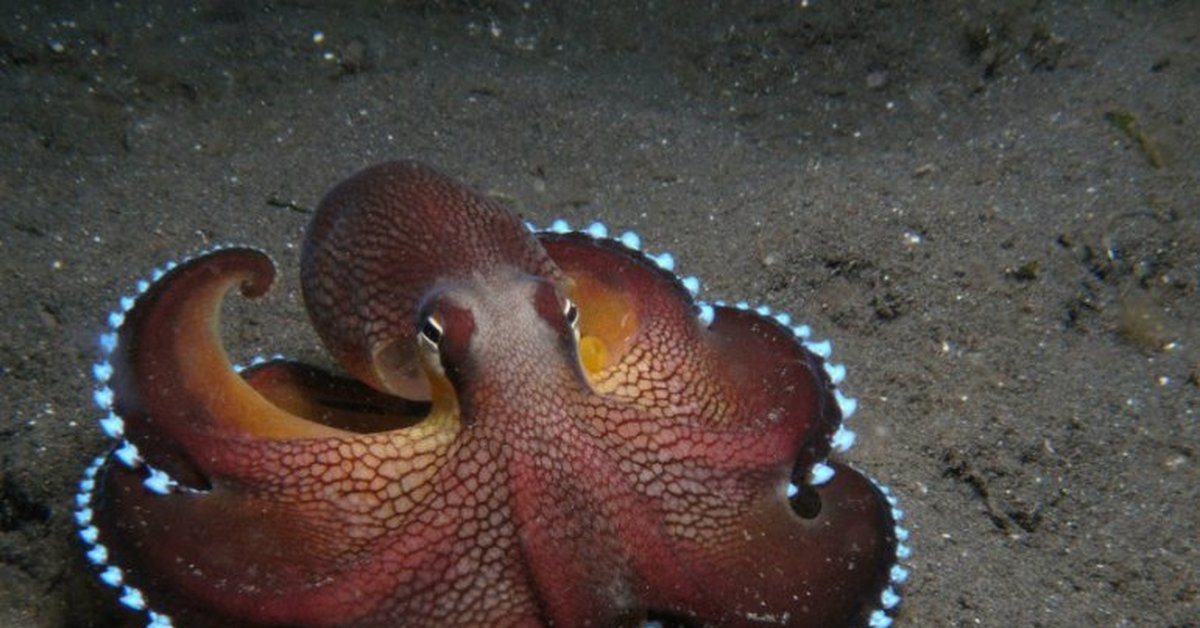 Чернила головоногих. Головоногие моллюски. Присоски осьминога. Осьминог меняет цвет.