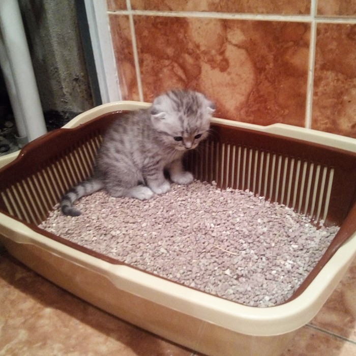 � �������