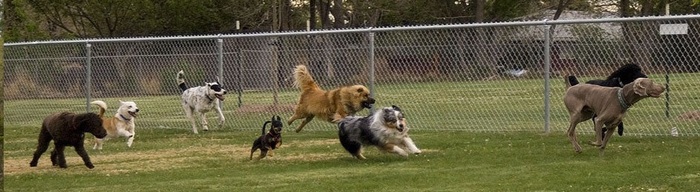 Где можно гулять с собакой Собака, Выгул, Правила выгула собак, Культурный выгул, Длиннопост