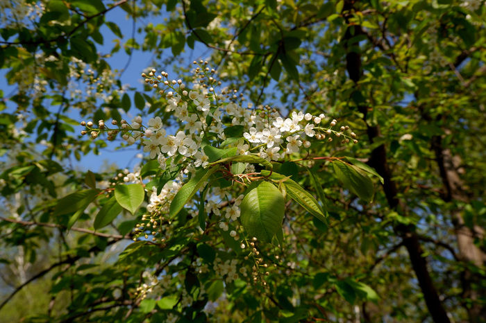 Cherry blossoms - My, Moscow, Bird cherry, Spring, The photo, , Botanical Garden, Fujifilm