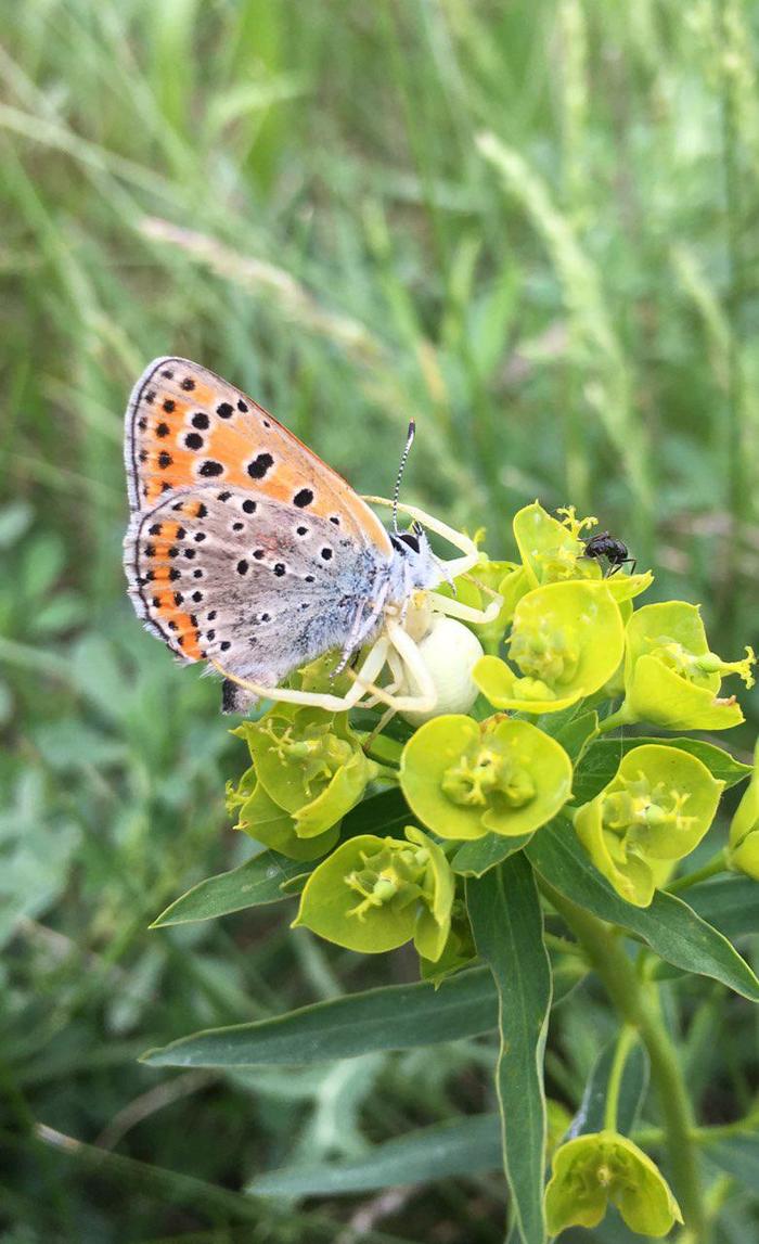 The day did not go well - My, Nature, Spider, Butterfly, Ants, Longpost