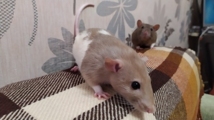 My friend's rats - Animals, Longpost, Livestock, Curiosity, Decorative rats, My, Rat