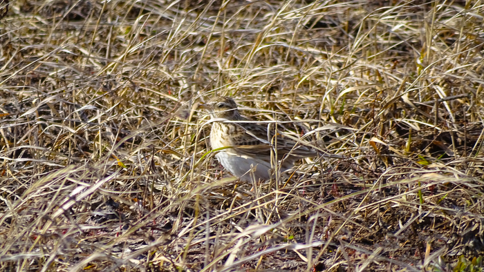 field lark - Birds, My, Animals, Larks, Ornithology