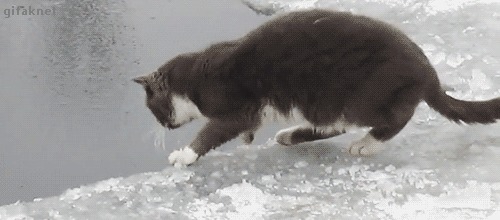 Кот на рыбалке Кот, Котомафия, Милота, Рыбалка, Гифка, Длиннопост