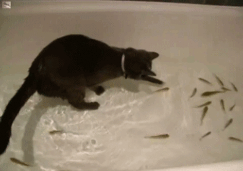 Пытаемся поймать кота. Кот который ванне ловит рыбу. Кот поймал рыбу гиф. Кот и рыба гиф. Кот рыболов гиф.