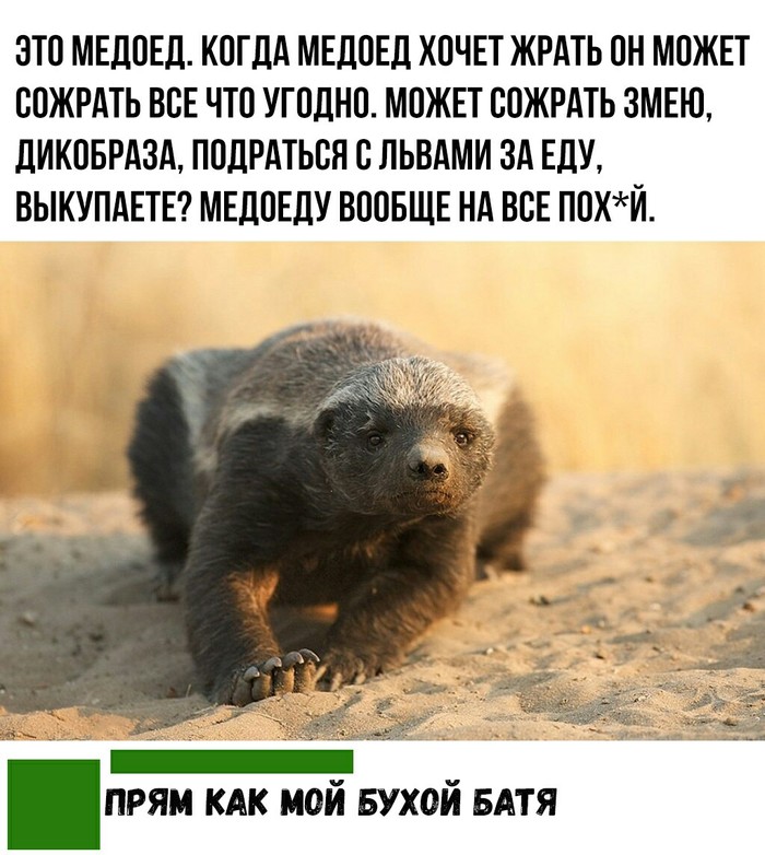 All mi little honey badger - Honey badger, Memes