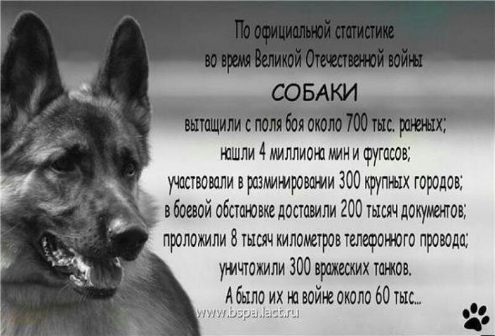 Happy Victory Day! - Dogs and people, Dog, The Great Patriotic War, Victory Day, May 9, May 9 - Victory Day