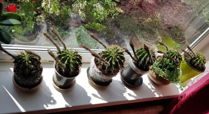 Sun Worship - My, Cactus, The sun, Echinopsis cactus, Bloom, Longpost