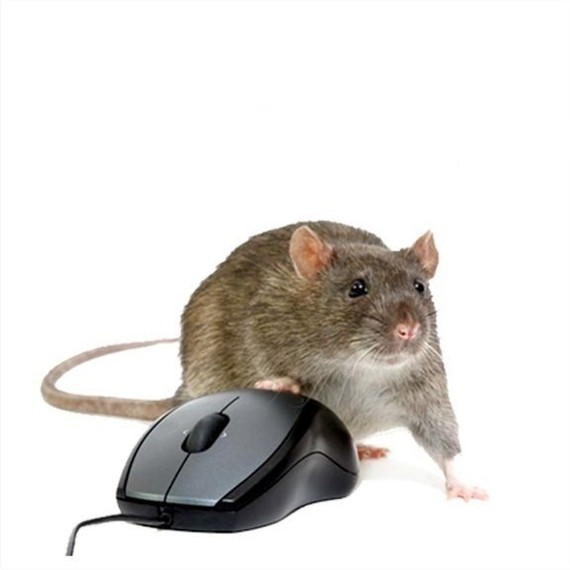 MOUSE - Not funny, Mouse, Potirany